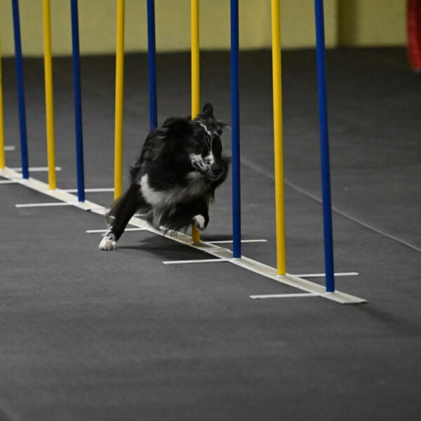 Sir-Koen-Armbrust-03781