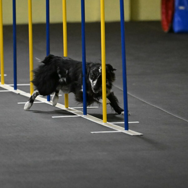 Sir-Koen-Armbrust-03783