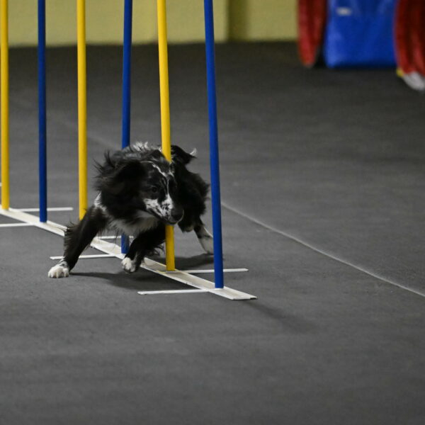 Sir-Koen-Armbrust-03785