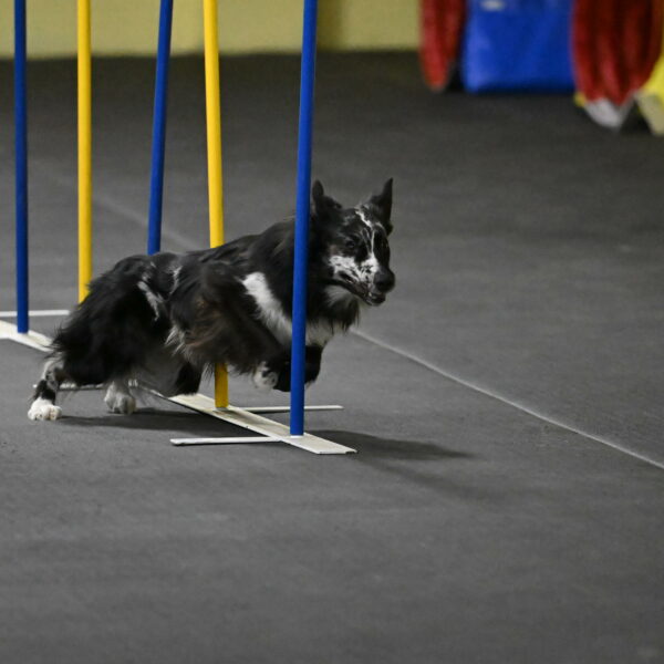 Sir-Koen-Armbrust-03787