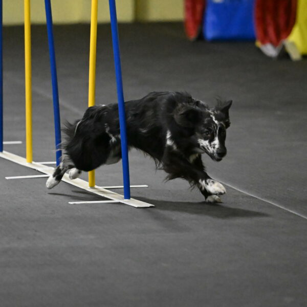 Sir-Koen-Armbrust-03788