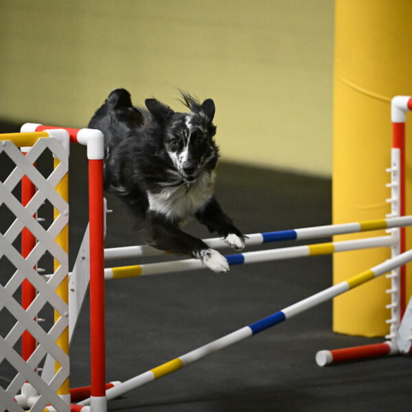 Sir-Koen-Armbrust-03794