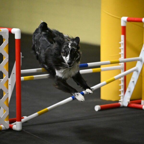 Sir-Koen-Armbrust-03795