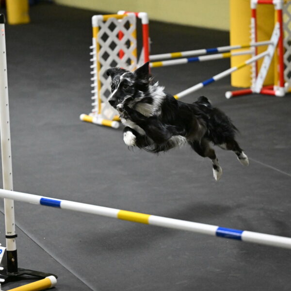 Sir-Koen-Armbrust-03800