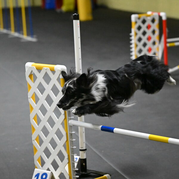 Sir-Koen-Armbrust-03803