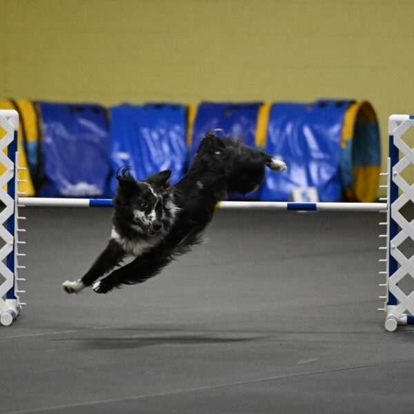 Sir-Koen-Armbrust-03808