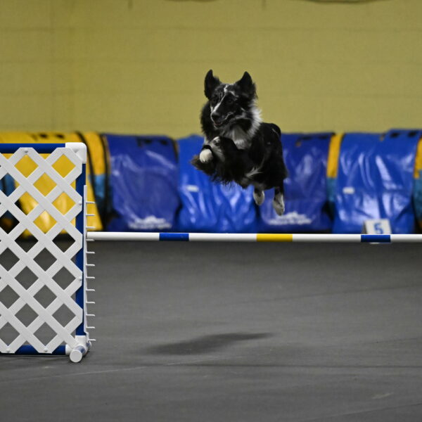 Sir-Koen-Armbrust-03812