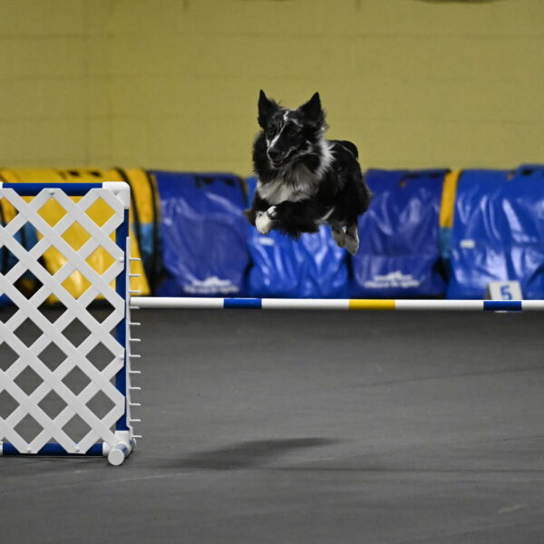 Sir-Koen-Armbrust-03813