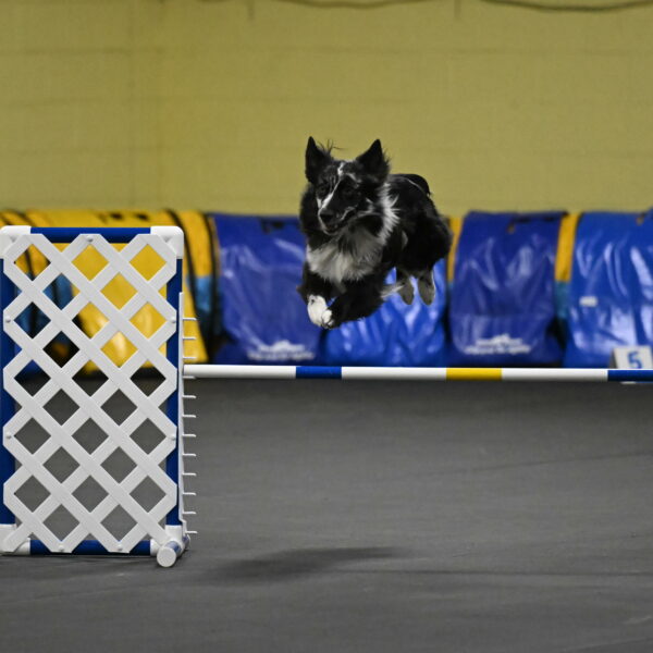 Sir-Koen-Armbrust-03814