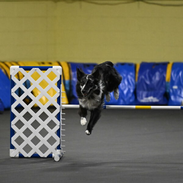 Sir-Koen-Armbrust-03816