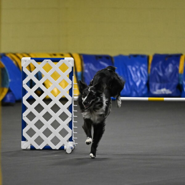 Sir-Koen-Armbrust-03817