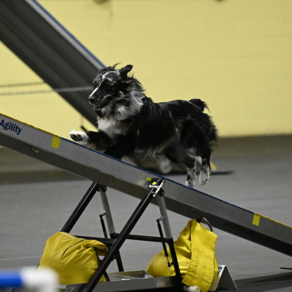 Sir-Koen-Armbrust-03825