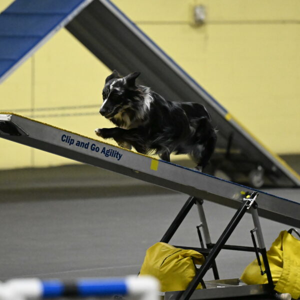 Sir-Koen-Armbrust-03828