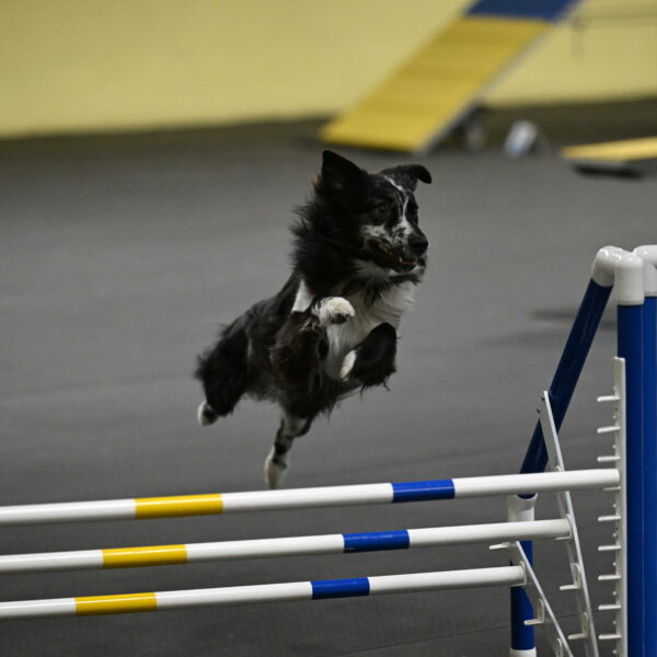 Sir-Koen-Armbrust-03838