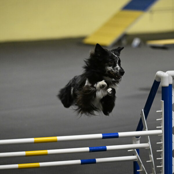 Sir-Koen-Armbrust-03839