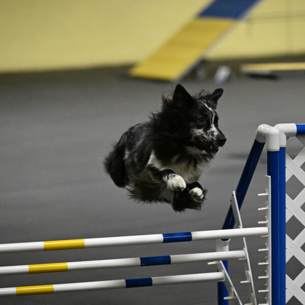 Sir-Koen-Armbrust-03840