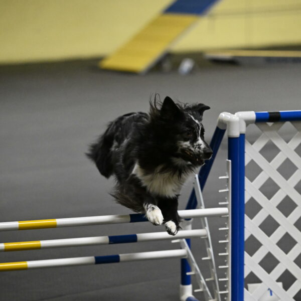 Sir-Koen-Armbrust-03841