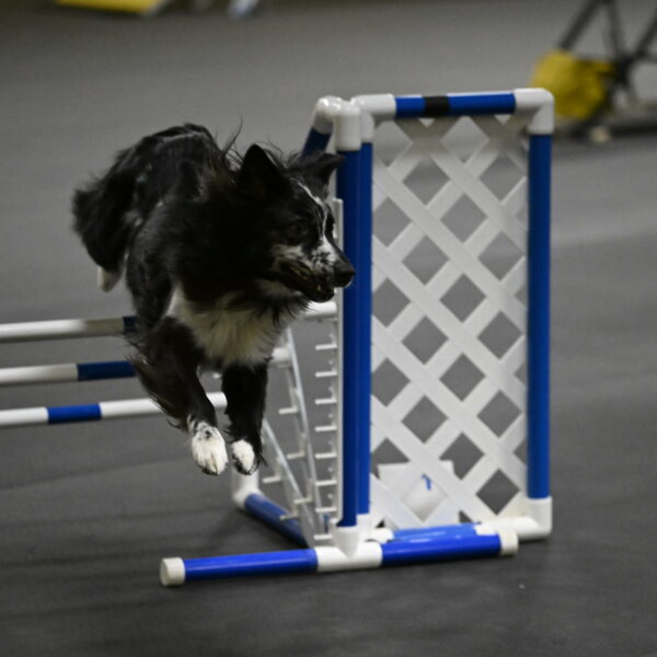 Sir-Koen-Armbrust-03842