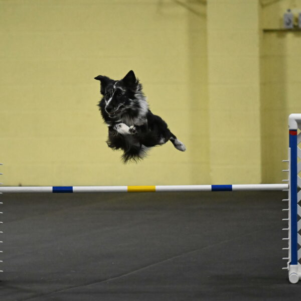 Sir-Koen-Armbrust-03852