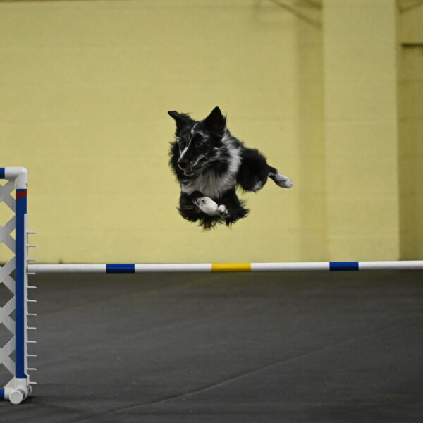 Sir-Koen-Armbrust-03853