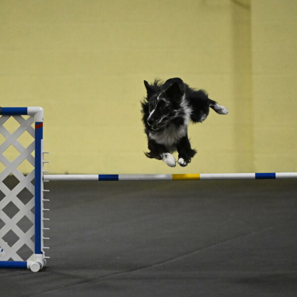 Sir-Koen-Armbrust-03854