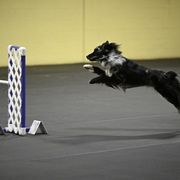 Sir-Koen-Armbrust-03858