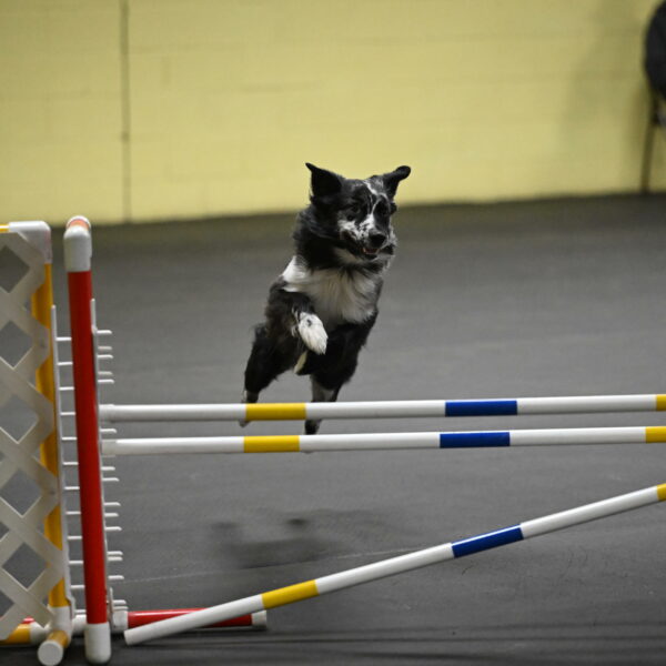 Sir-Koen-Armbrust-03860