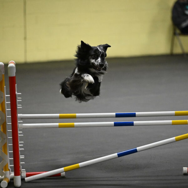 Sir-Koen-Armbrust-03861