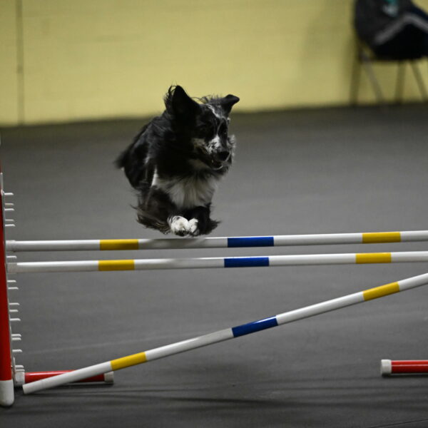 Sir-Koen-Armbrust-03863