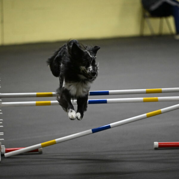 Sir-Koen-Armbrust-03864