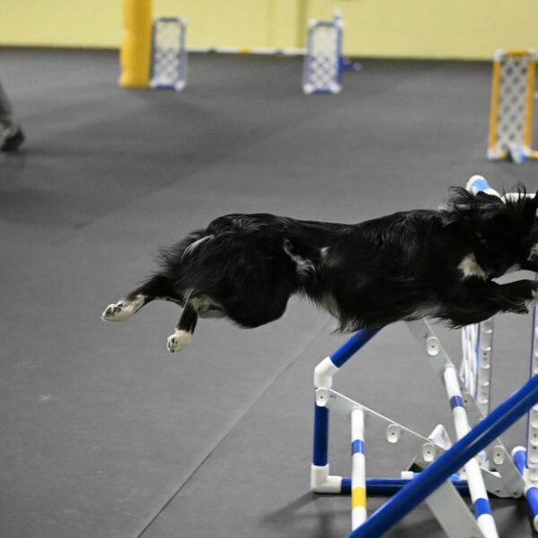 Sir-Koen-Armbrust-03869