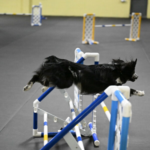 Sir-Koen-Armbrust-03870