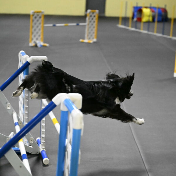 Sir-Koen-Armbrust-03871