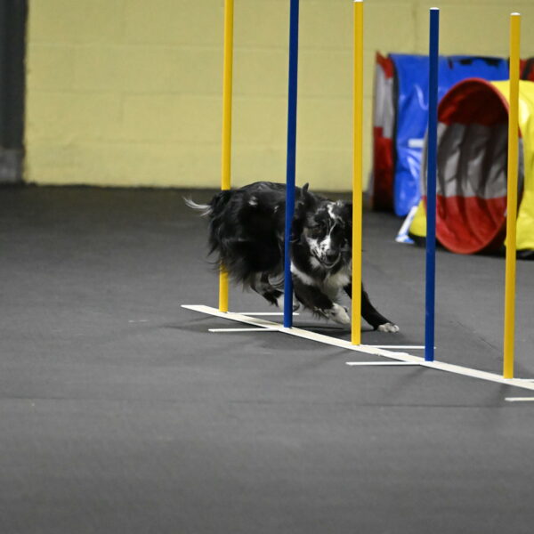 Sir-Koen-Armbrust-03872