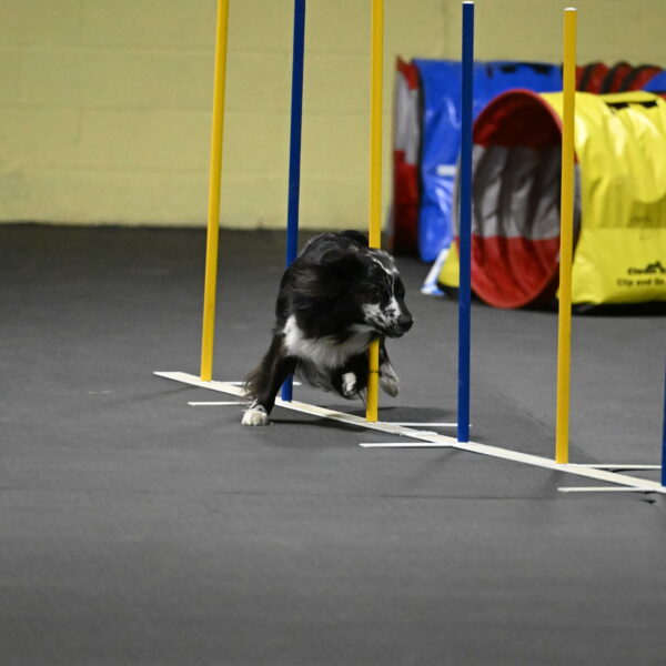 Sir-Koen-Armbrust-03874