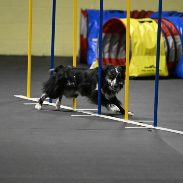 Sir-Koen-Armbrust-03877