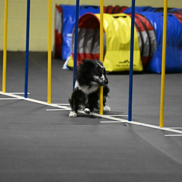 Sir-Koen-Armbrust-03879