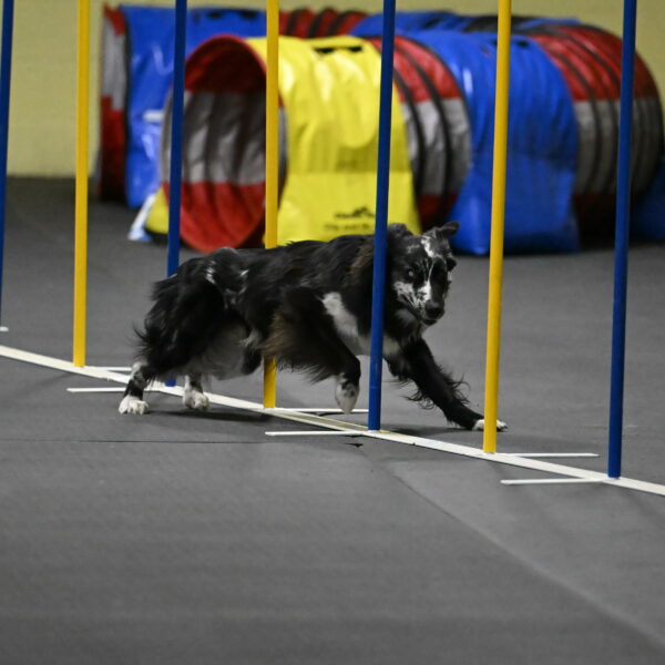 Sir-Koen-Armbrust-03882