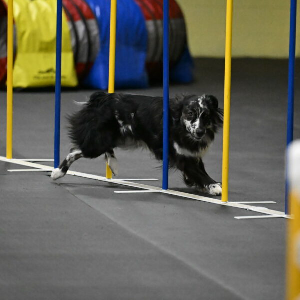 Sir-Koen-Armbrust-03889