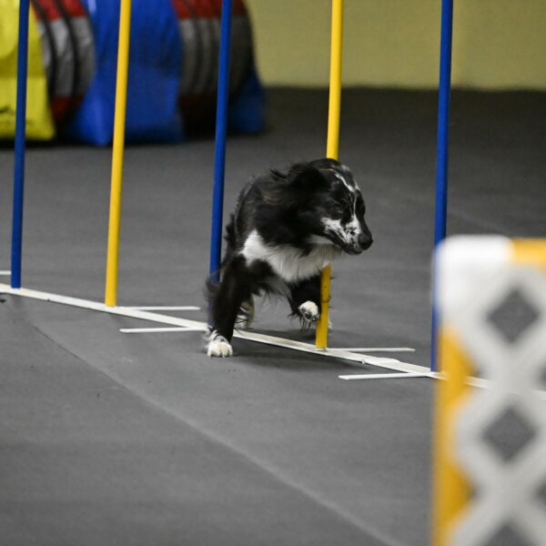 Sir-Koen-Armbrust-03892