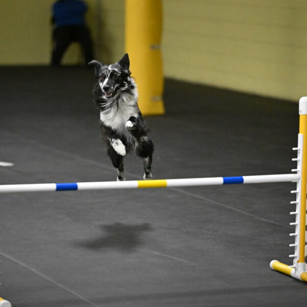 Sir-Koen-Armbrust-03894