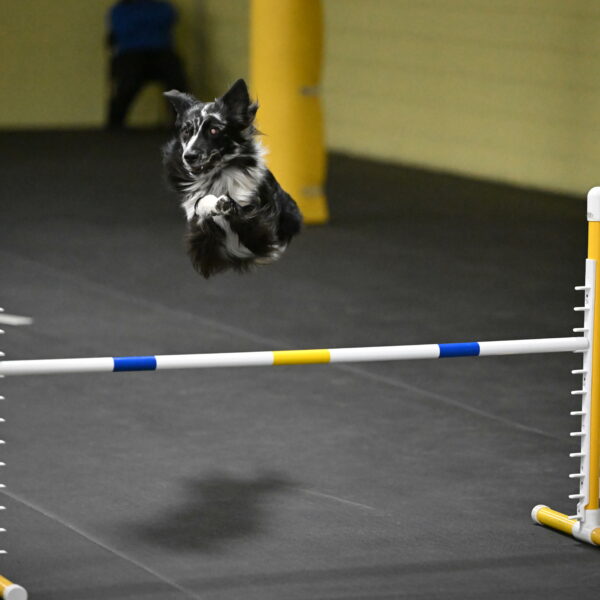 Sir-Koen-Armbrust-03896