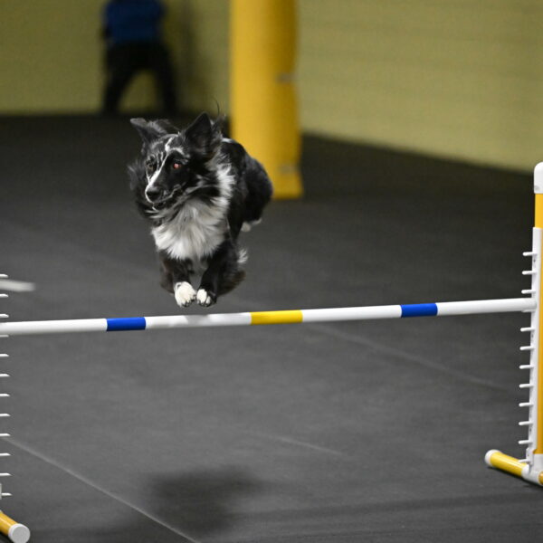 Sir-Koen-Armbrust-03898