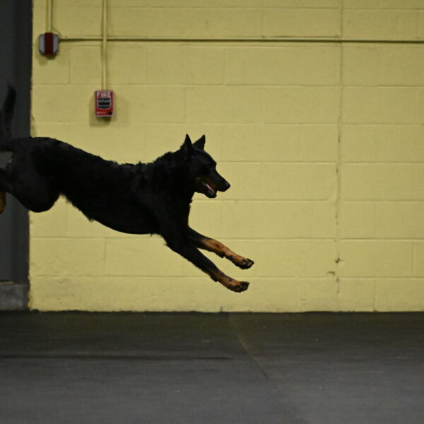 Sirsee-Bourell-Casey-07133