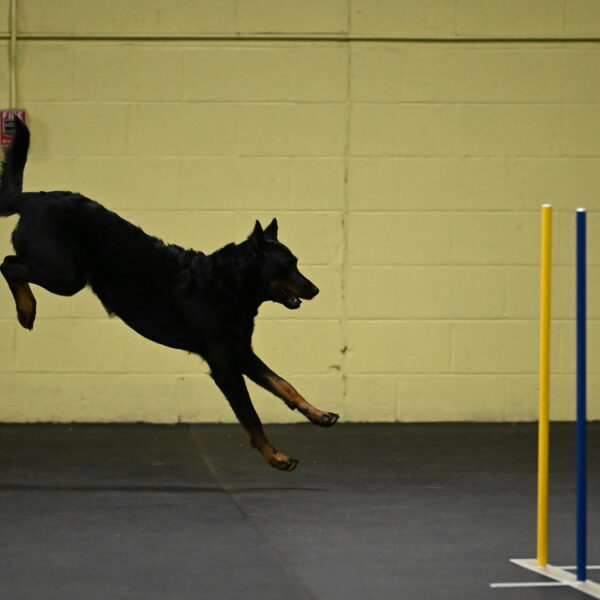 Sirsee-Bourell-Casey-07134