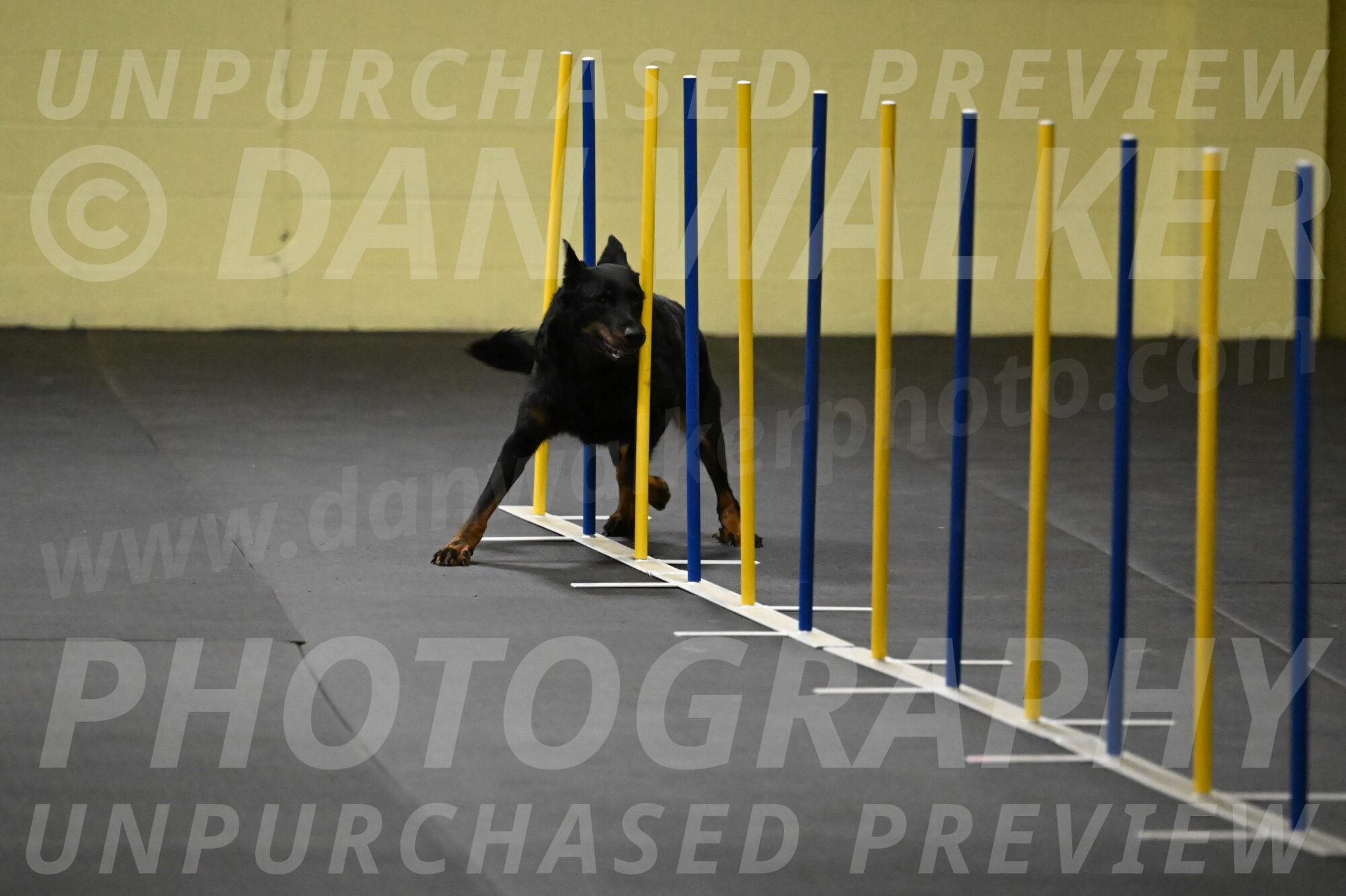 Sirsee-Bourell-Casey-07137