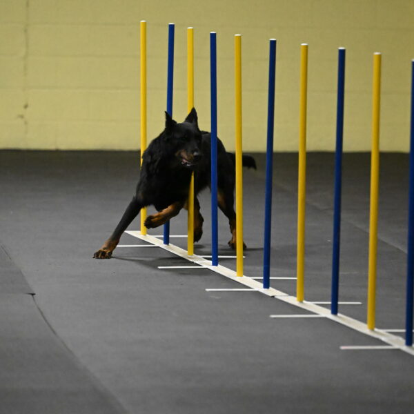 Sirsee-Bourell-Casey-07138