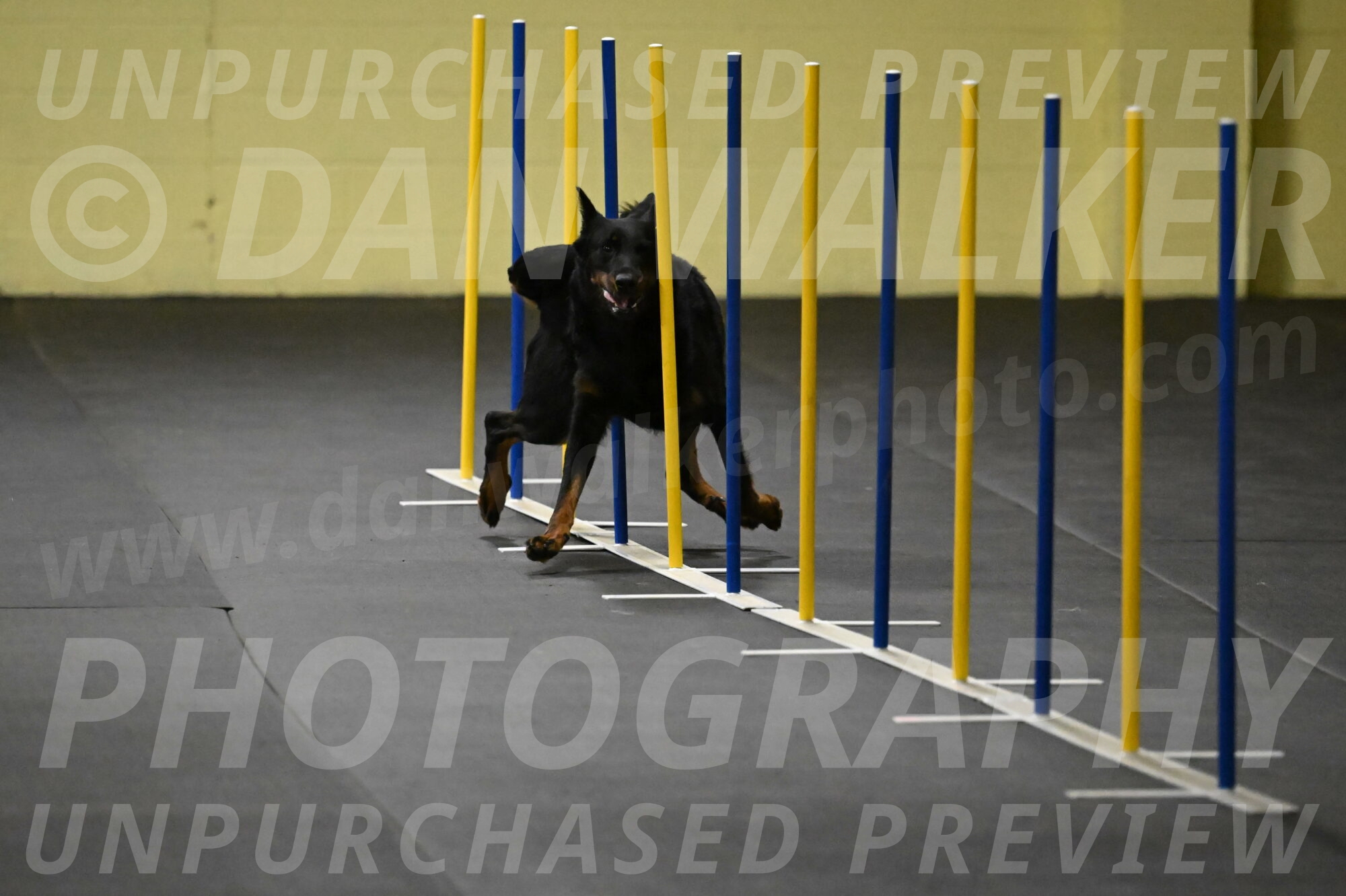 Sirsee-Bourell-Casey-07143