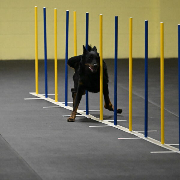 Sirsee-Bourell-Casey-07149