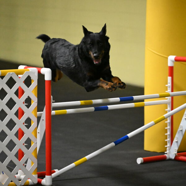 Sirsee-Bourell-Casey-07169